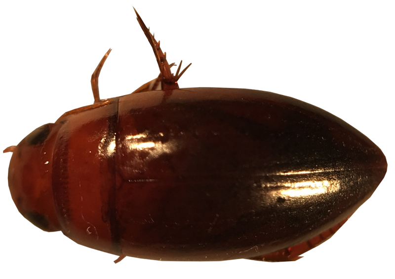 File:Matus bicarinatus 1.png