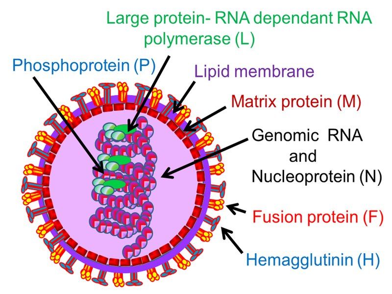 File:Measles virion.tif