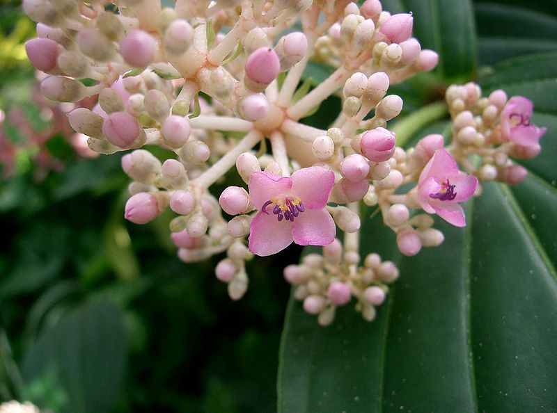 File:Medinilla speciosa1.jpg