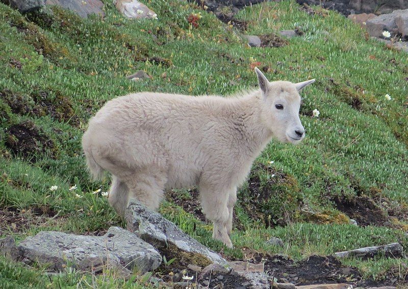 File:Mountain goat kid.jpg