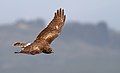 Northern Harrier - Sonoma County, California