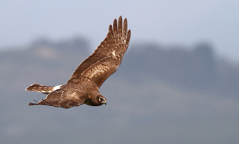 File:NorthernHarrier-1APR2017.jpg