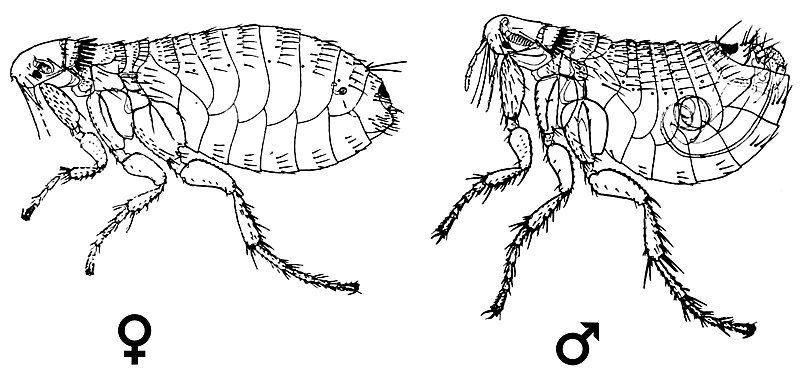 File:Nosopsyllus fasciatus.jpg