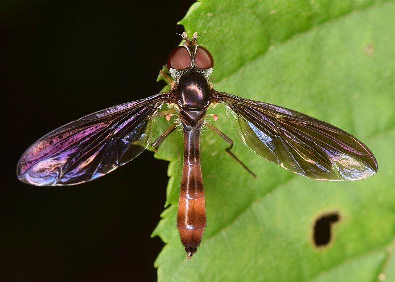 File:Ocyptamus fuscipennis (50550427161).jpg