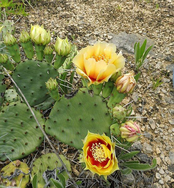 File:Opuntia cespitosa.jpg