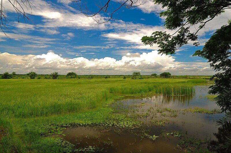 File:Paddy field.jpg