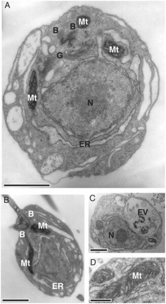 File:Palpitomonas 4.jpg