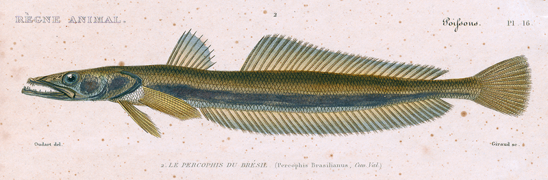 File:Percophis brasiliensis.png