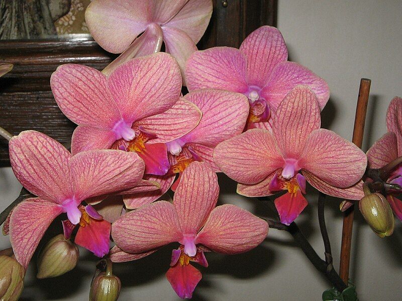 File:Phalaenopsis cv03c.jpg