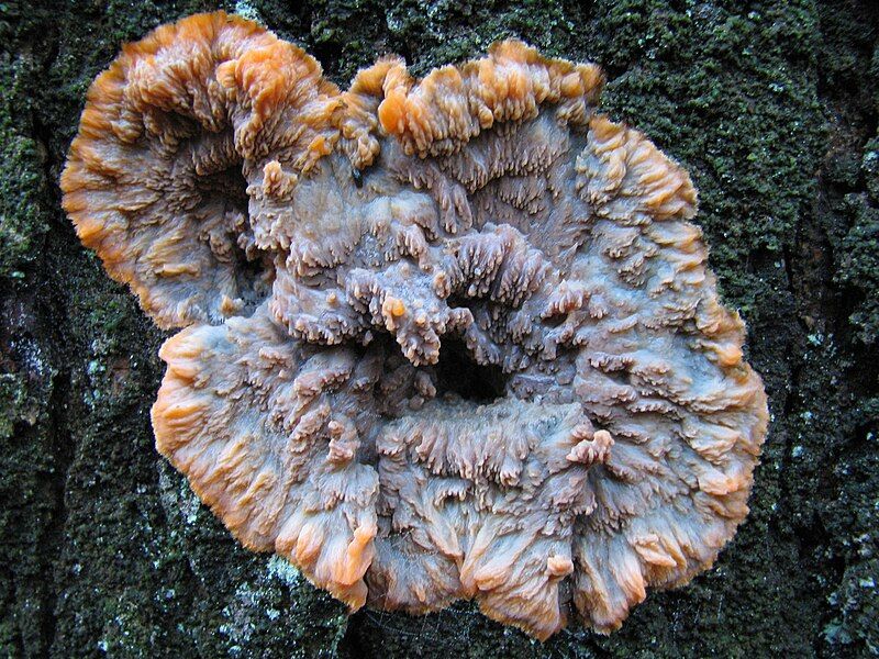 File:Phlebia radiata fungus.jpg