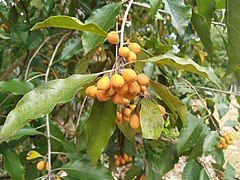 Close up of fruit