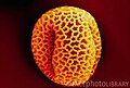 Microscopic view of pollen