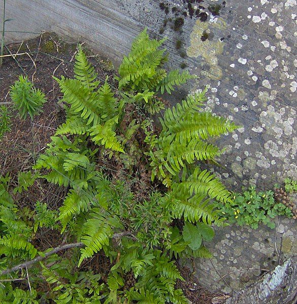 File:Polypodium appalachianum1.jpg