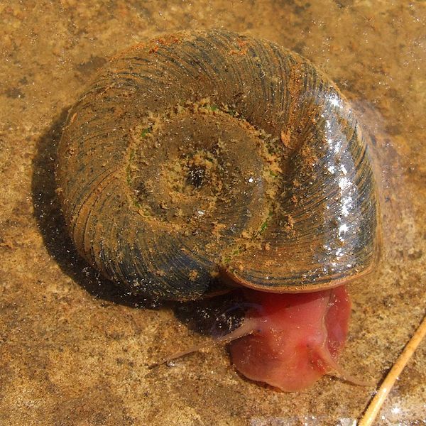 File:Posthornschnecke1.jpg