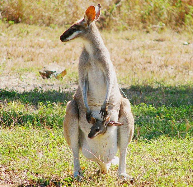 File:Pretty-face Wallaby.jpg