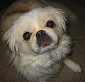 My Pekingese dog Ruby