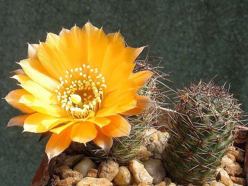 File:Rebutia einsteinii 1.jpg