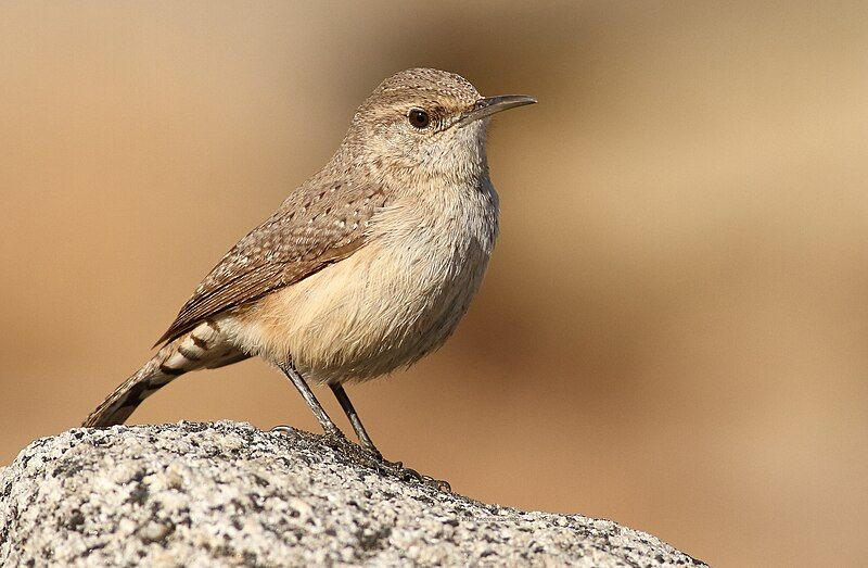 File:RockWren-1JAN2018.jpg