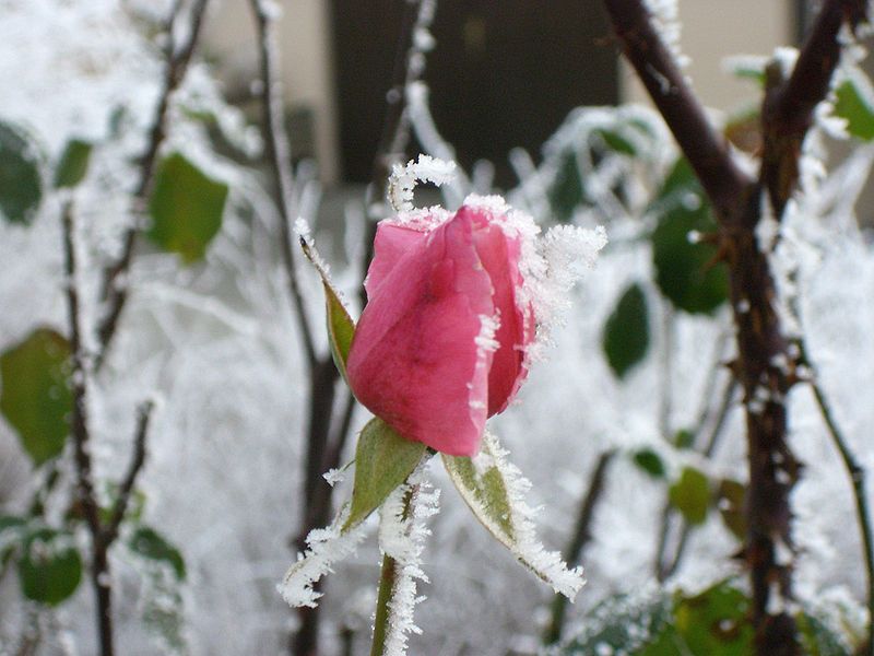 File:Rose - frost.jpg