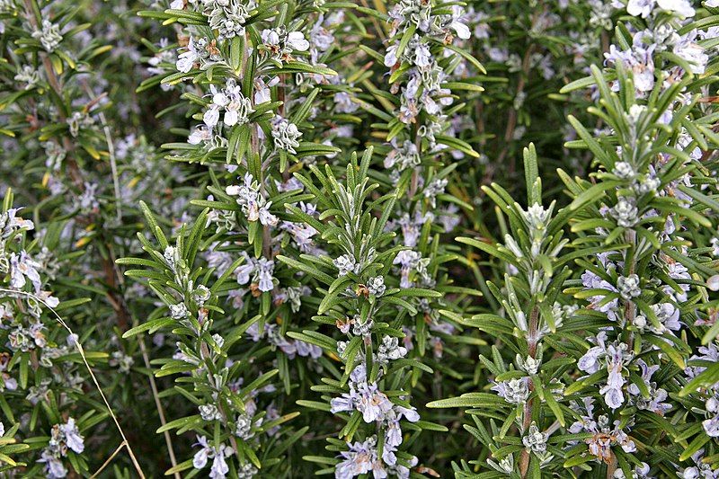 File:Rosemary bush.jpg