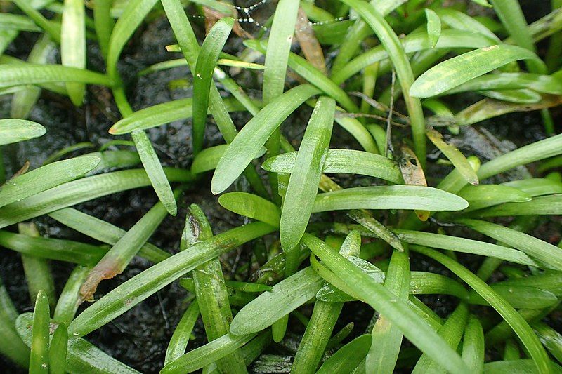 File:Sagittaria subulata kz01.jpg