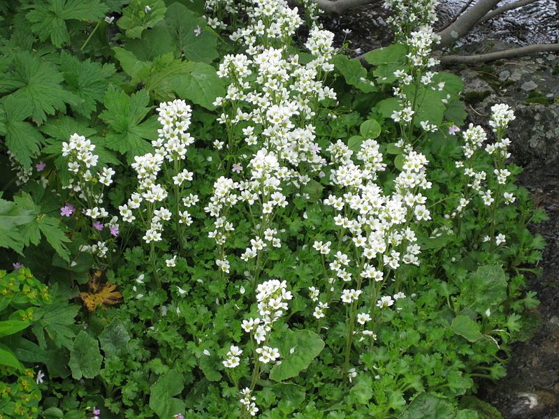 File:Saxifraga aquatica 001.JPG