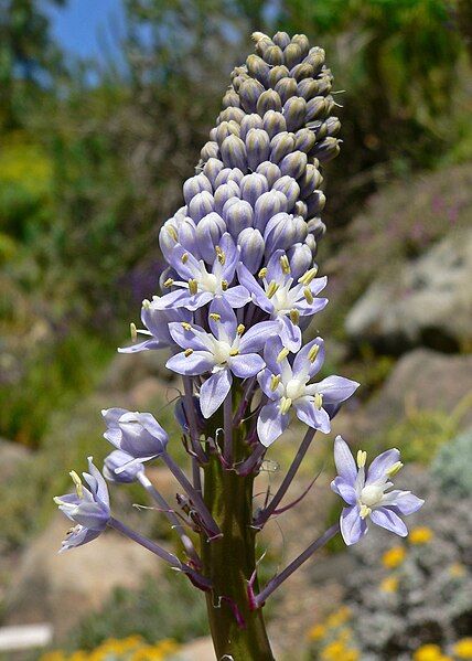 File:Scilla natalensis 2.jpg