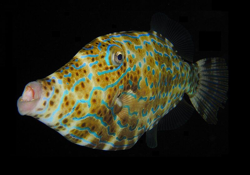 File:Scrawled Filefish.jpg