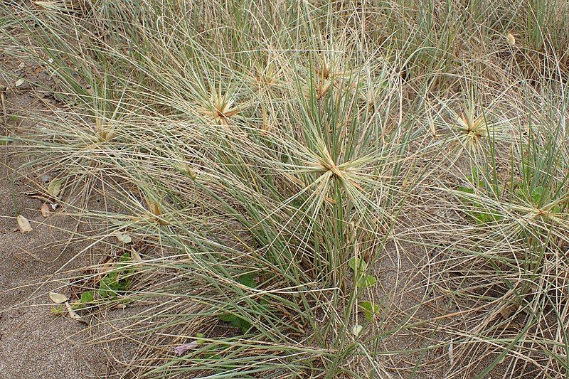 File:Spinifex sericeus kz03.jpg