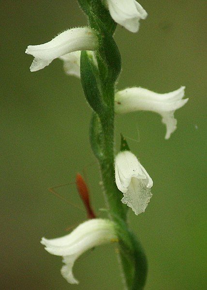 File:Spiranthes niklasii (cropped).jpg