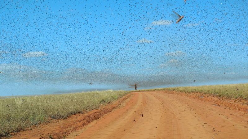 File:Swarm of Locusts.JPG