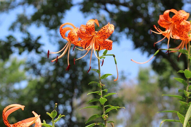 File:Tiger Lily.jpg