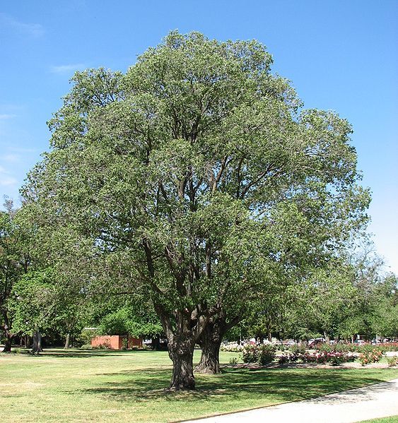 File:Ulmus x viminalis.jpg