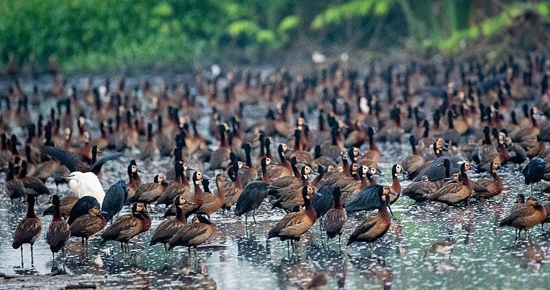 File:White-faced whistling ducks.jpg