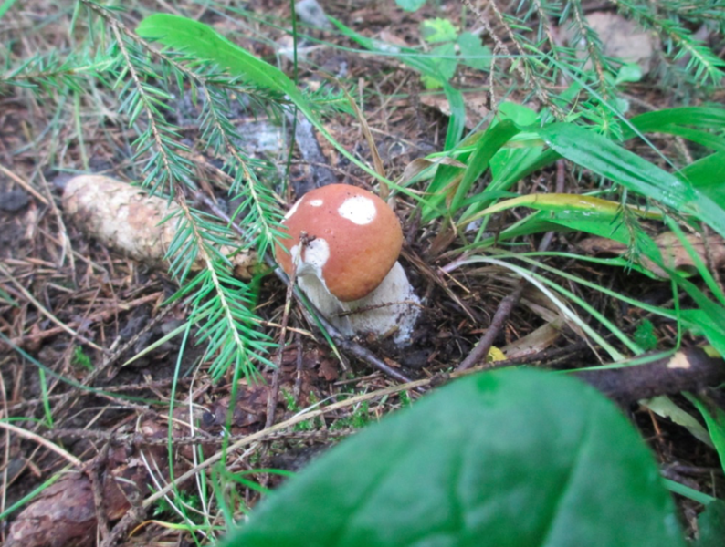 File:Young Boletus Edulis.png