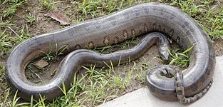 Green anaconda (Eunectes murinus)