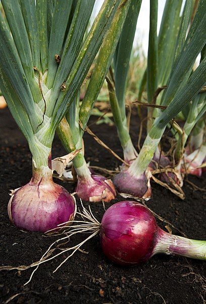 File:ARS red onion.jpg