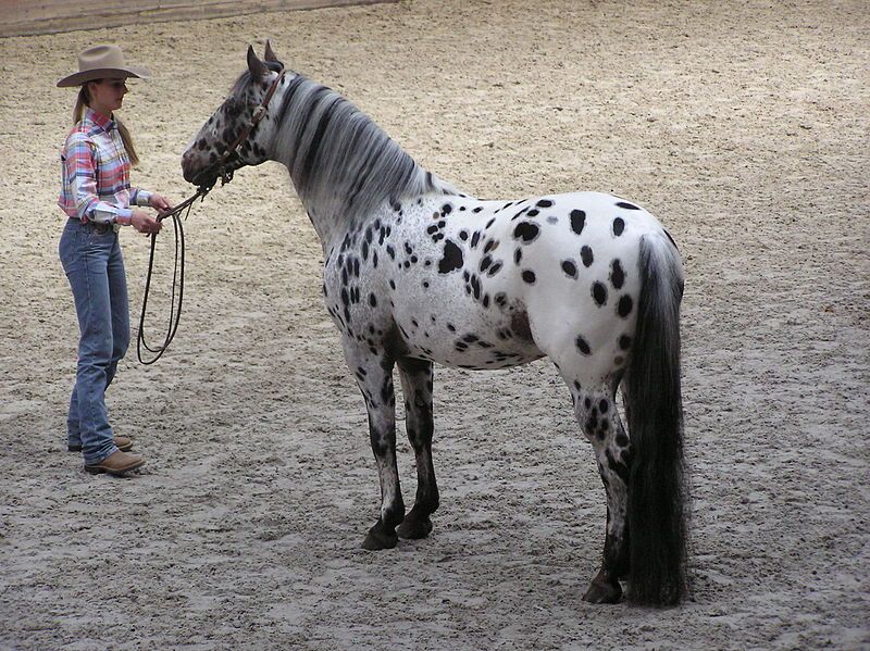 File:Appaloosa stallion.JPG