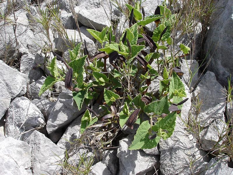 File:Aristolochia pistolochia1.jpg