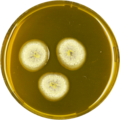 Aspergillus astellatus growing on MEAOX plate