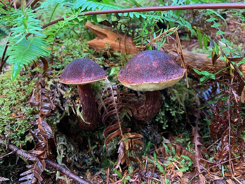 File:Aureoboletus mirabilis 101099439.jpg