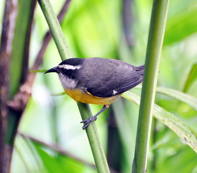 File:Bananaquit (7060538435).jpg