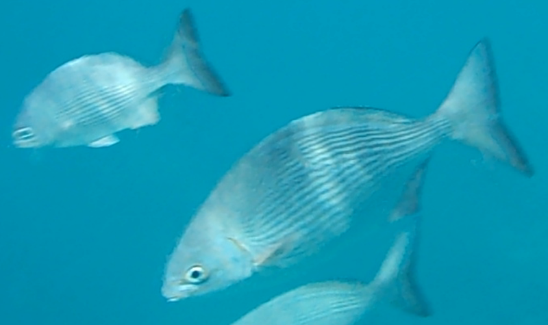 File:Bermuda Chub 2.png