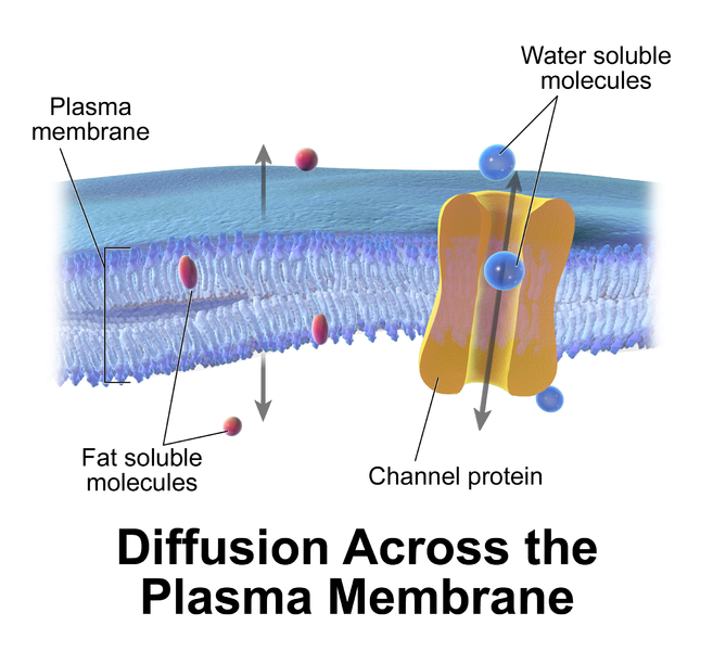 File:Blausen 0213 CellularDiffusion.png