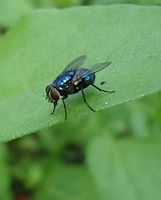 Unidentified Calliphoridae