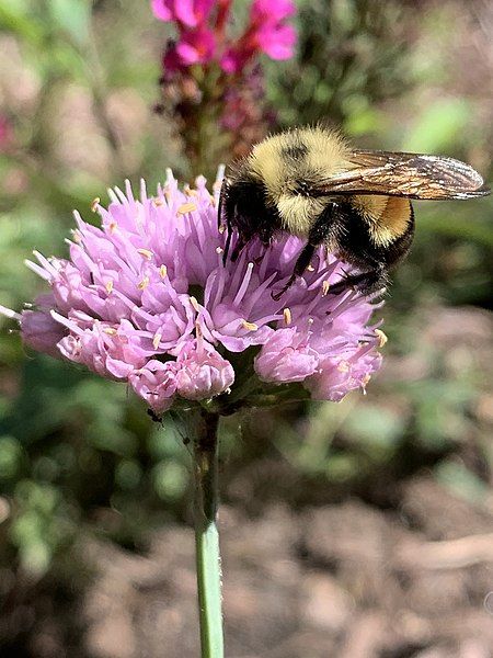 File:Bombus affinis 93185745.jpg