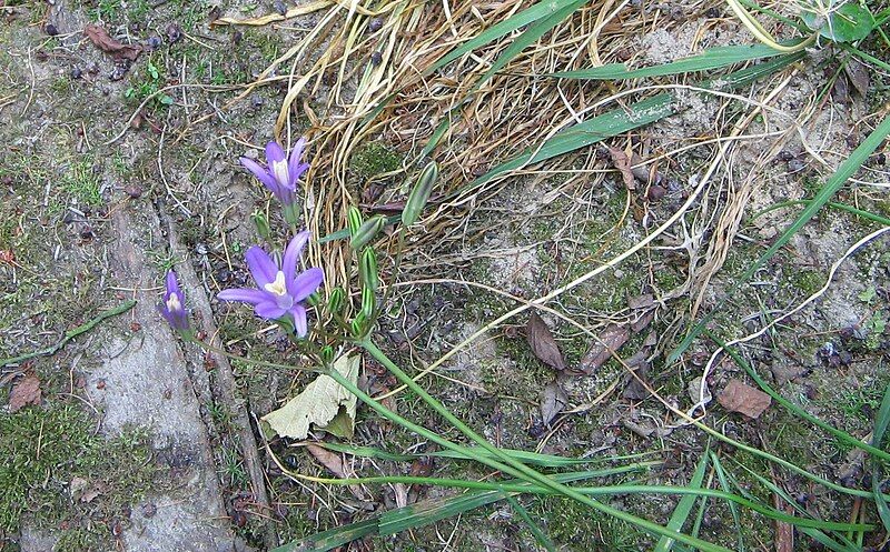 File:Brodiaea californica002.jpg