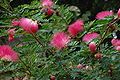 Calliandra heamatocephala