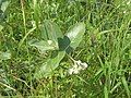 Calotropis gigantea