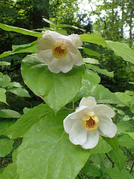 File:Calycanthus chinensis kz02.jpg